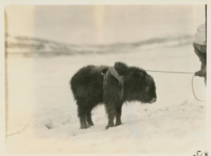 Image of Young musk ox